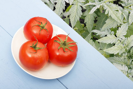 木桌上的鲜红色西红柿。绿色的西红柿叶子。健康食品概念。具有复制空间的顶部视图