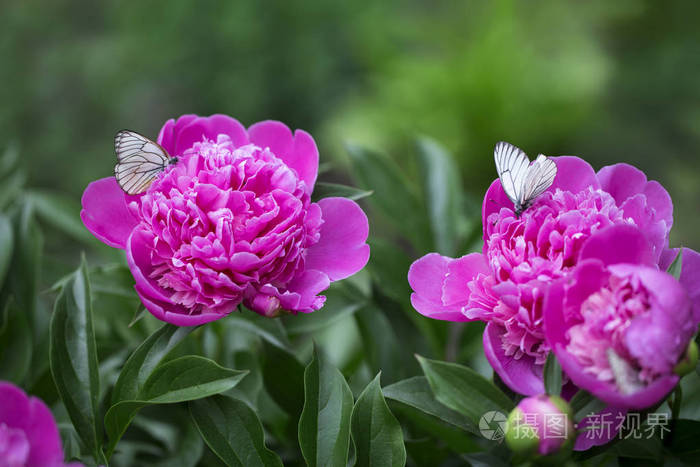 蝴蝶piridae飞喝一朵紫色牡丹丛中的花蜜