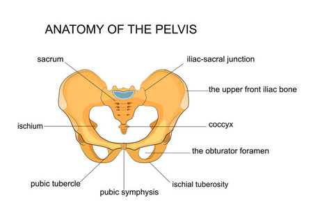 骨盆的解剖