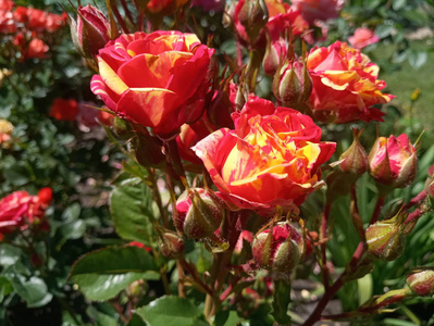 黄色红色美丽的玫瑰在花坛