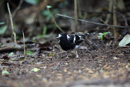 在越南大叻发现 forktail Enicurus 蠹