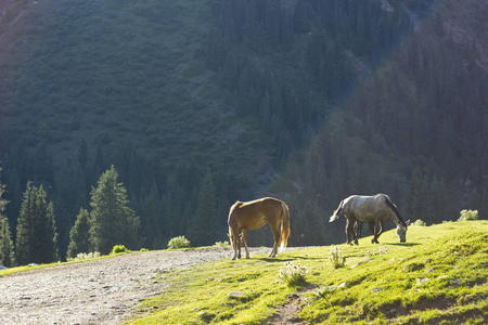 两匹马附近森林喂养的绿色草地上