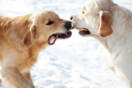 两个年轻的黄金猎犬，在雪地里的肖像