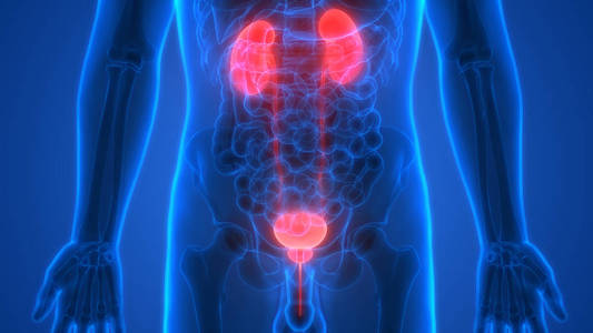 人体器官(肾脏与膀胱)照片