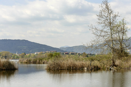 vegatation 和水在自然绿洲泻湖, 伊塞奥, 意大利