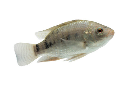 罗非鱼, 在白色背景上与修剪路径隔离的新鲜生鱼片