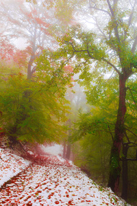 雪在秋天的山毛榉树林