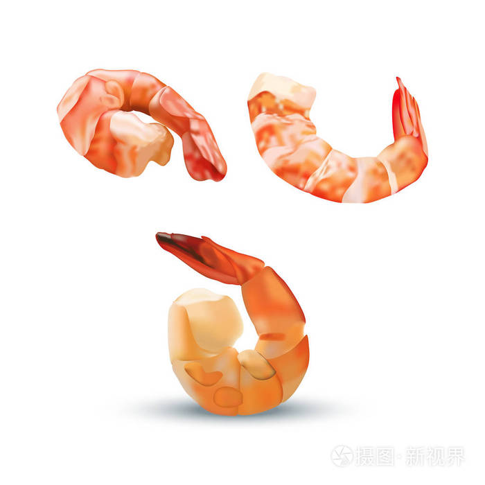 矢量现实色彩丰富的插画的虾