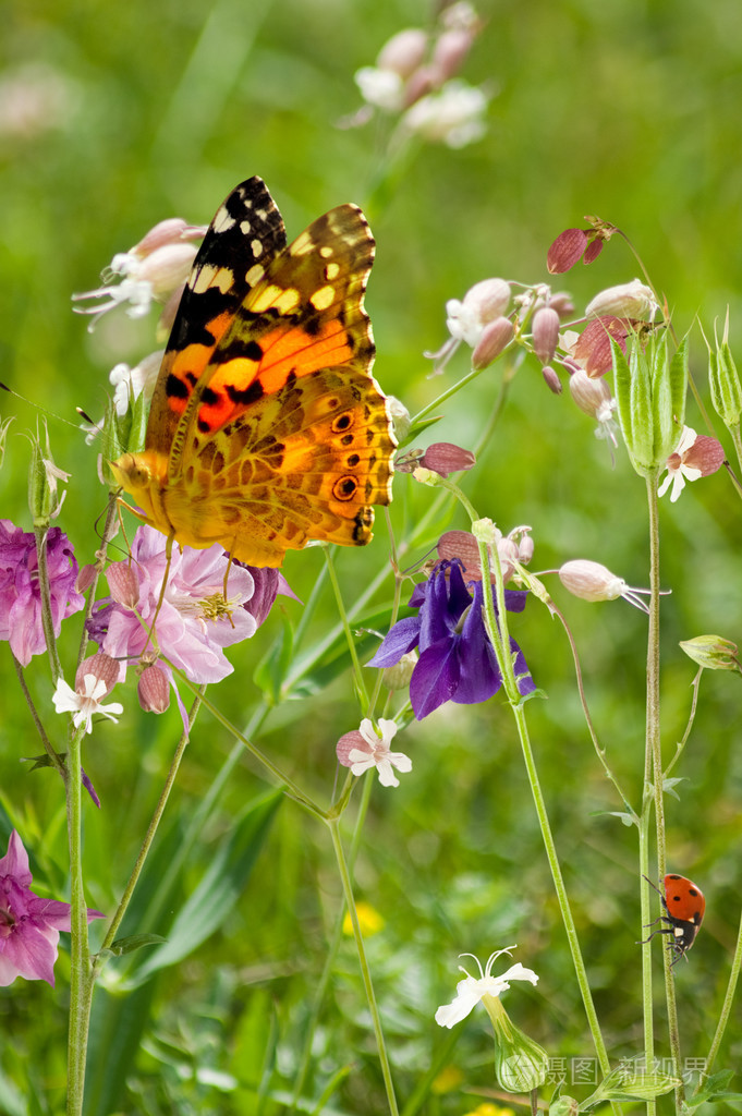 蝴蝶在花园的特写中的野花