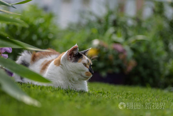 印花布猫躺在门前的草地照片 正版商用图片0pjjhp 摄图新视界