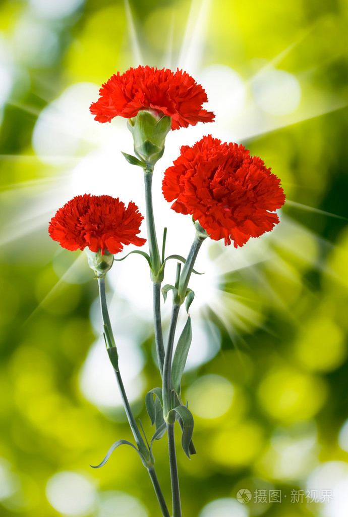 三康乃馨鲜花照片-正版商用图片0pjjw6-摄图新视界