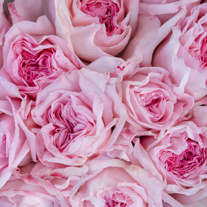 美丽的盛开的玫瑰不同色调的粉红色的颜色