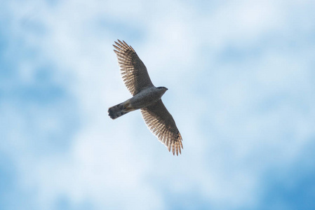 苍鹰在天空中飞翔,盘旋的猎物照片