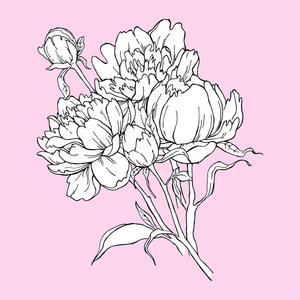 粉红色的背景上孤立的牡丹花的香味。设计的元素。手绘轮廓线