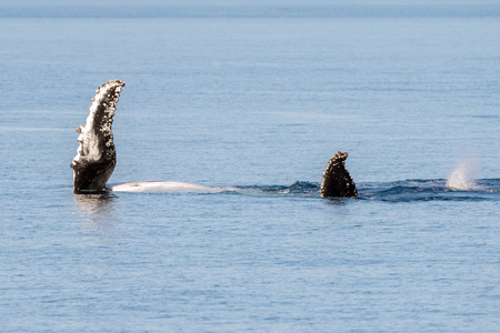 座头鲸在澳大利亚游泳
