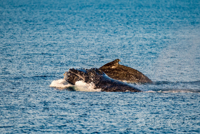 座头鲸在澳大利亚游泳