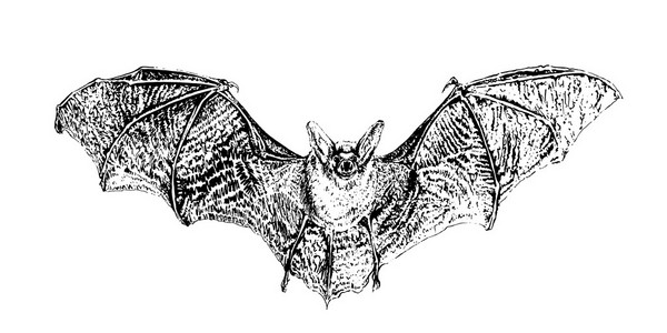 蝙蝠与扩展的翅膀,手绘制的矢量图照片
