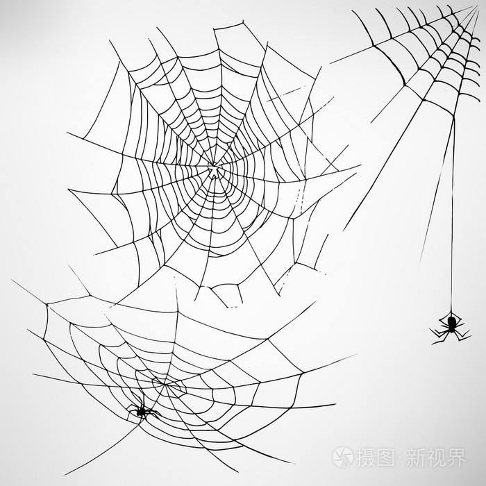 黑色与蜘蛛的蜘蛛网.矢量图