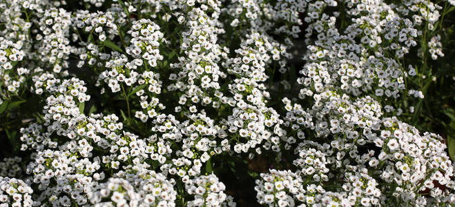 lobularia 国际船运小花的背景也叫 al