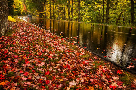 在秋天的森林里雨后, 一条柏油的湿路。美国。阿卡迪亚国家公园。缅因州选择性重点