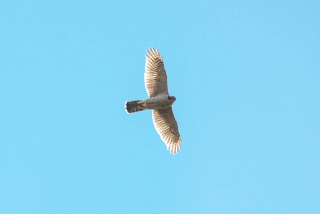 苍鹰在天空中飞翔，盘旋的猎物