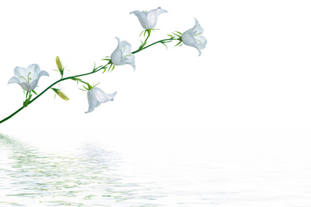 明亮多彩的 bellflow 花在白色背景上.花卉背景照片