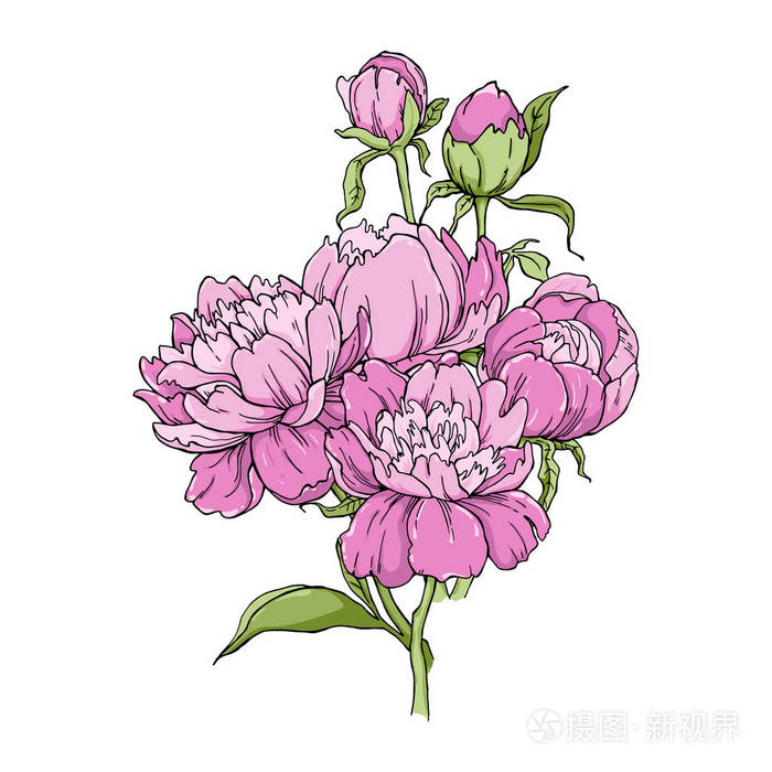孤立在白色背景上的牡丹花的香味设计的元素手绘轮廓线