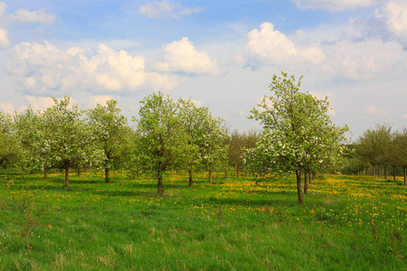 盛开的苹果树和蓝天