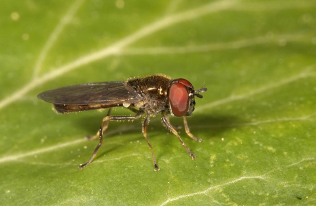 Melanostoma mellinum 食蚜虻绿叶