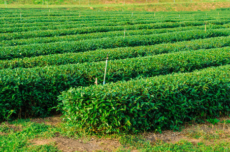 有机绿茶种植场