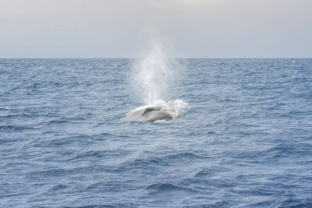 蓝鲸，斯里兰卡