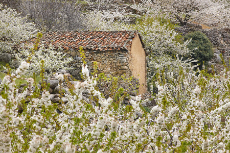 樱桃花在 Jerte 山谷, 卡塞雷斯。春天在西班牙