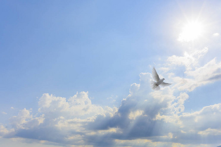 鸽子飞向光明照片