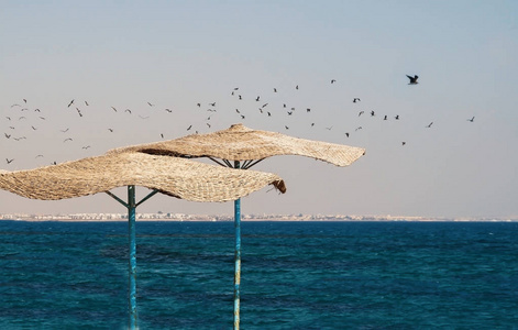 群海鸥在海滩上茅草遮阳伞飞越