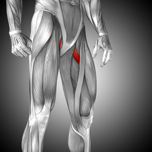 人类的大腿解剖图片