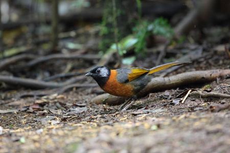 越南大 laughingthrush Trochalopteron yersini 领