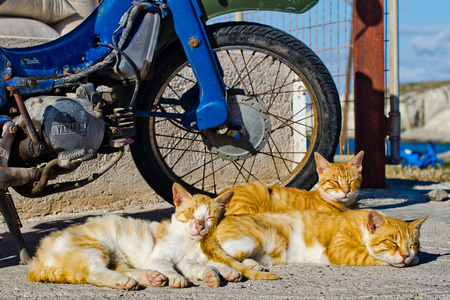 睡觉车三只狐狸色猫附近一辆摩托车睡觉.照片