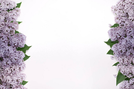 美丽的丁香花与叶子在屏幕两侧。特写照片。白色背景的花朵