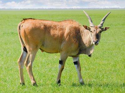 大羚羊羚羊在草原的公牛