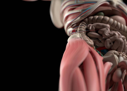 人类内脏解剖模型