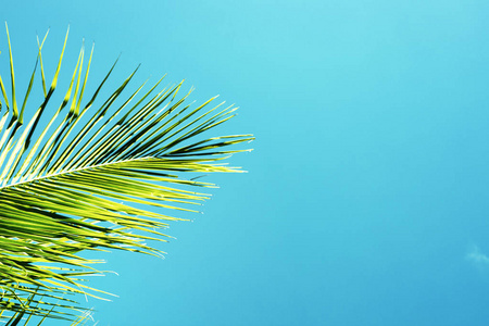 绿色棕榈树在蓝天背景。棕榈叶饰品。绿松石色调的照片。热带岛屿自然背景。夏季假日横幅模板与文本的地方。椰叶海报
