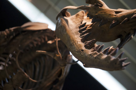 史前的骨架恐龙化石