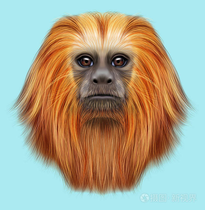 金狮狨猴的插图的肖像