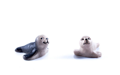 海狮紧靠白色背景照片