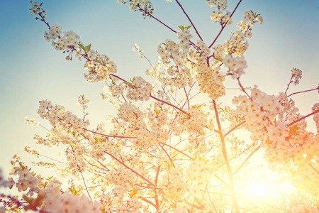 浅谈樱花树与太阳的绽放