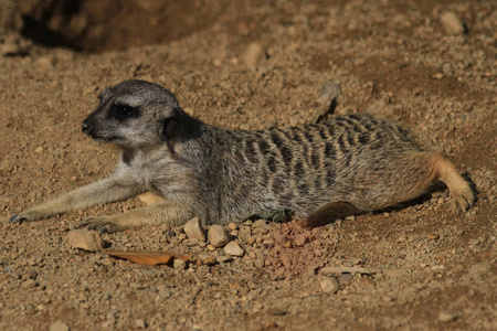suricata 动物在沙子作为好动物相片