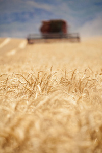 小麦在前景中焦点