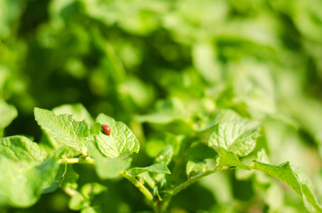 科罗拉多马铃薯甲虫 Leptinotarsa decemlineata 对马铃薯的特写。害虫, 农夫的敌人, 庄稼的损伤, 