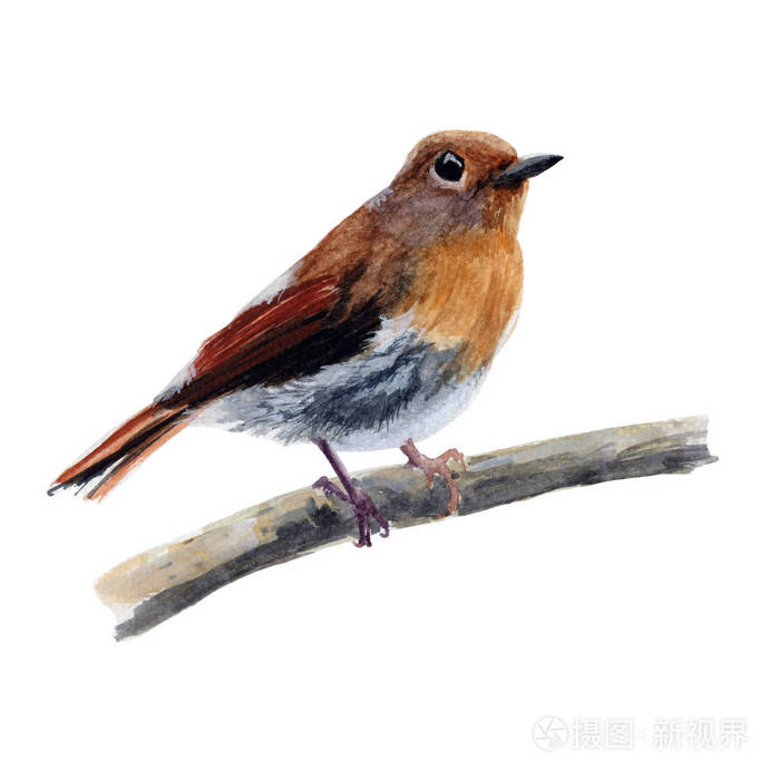 鸟手画素描和水彩插图 水彩画可爱的小鸟 动物例证在白色背景被隔绝了照片 正版商用图片0pk4g9 摄图新视界