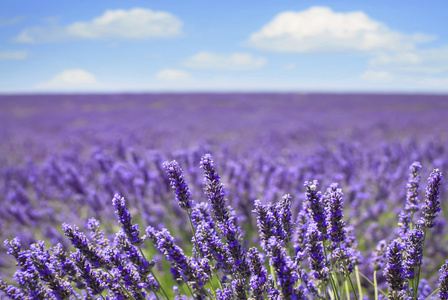 薰衣草鲜花盛开字段地平线。valensole 普罗旺斯，森林资源评估